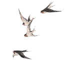 ͼƬ